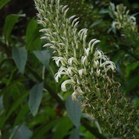 Lobelia nicotianifolia Roth